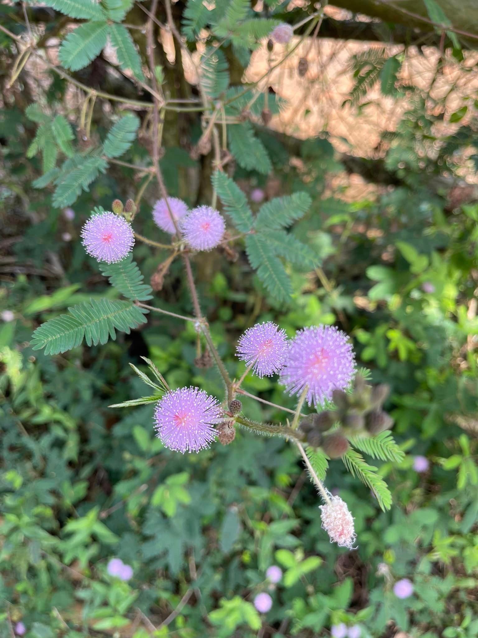 Trekking Tour Mai Chau 4 Days Itinerary